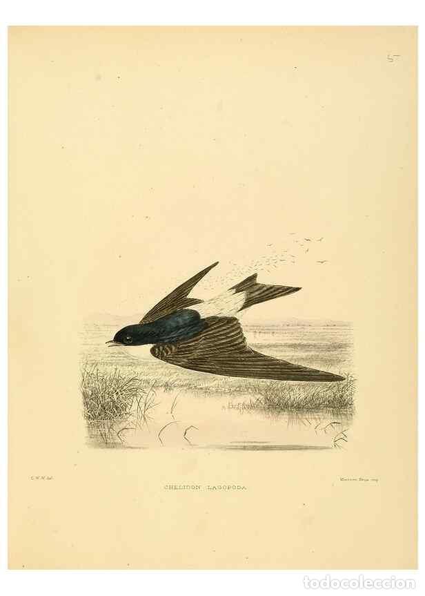 Collection Magazines and Newspapers: Reproducci&oacute;n/Reproduction 49522623016: A monograph of the Hirundinidae or family of swallows. London