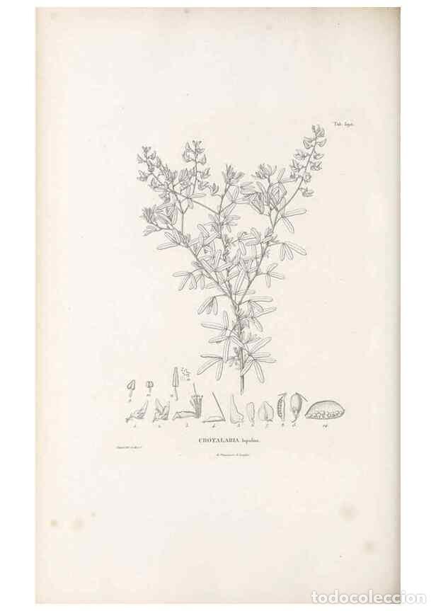 Collection Magazines and Newspapers: Reproducci&oacute;n/Reproduction 49521260043: Nova genera et species plantarum :. Antverpiae :Ex officina C