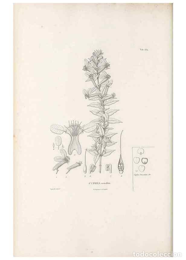 Collection Magazines and Newspapers: Reproducci&oacute;n/Reproduction 49521252523: Nova genera et species plantarum :. Antverpiae :Ex officina C