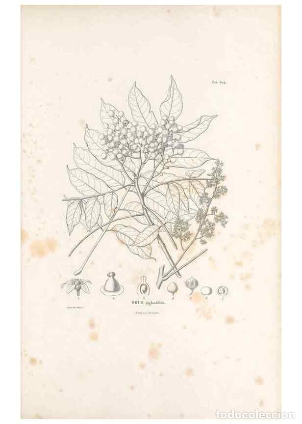 Collection Magazines and Newspapers: Reproducci&oacute;n/Reproduction 49522046767: Nova genera et species plantarum :. Antverpiae :Ex officina C