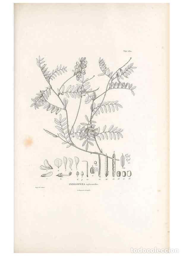 Collection Magazines and Newspapers: Reproducci&oacute;n/Reproduction 49521262448: Nova genera et species plantarum :. Antverpiae :Ex officina C