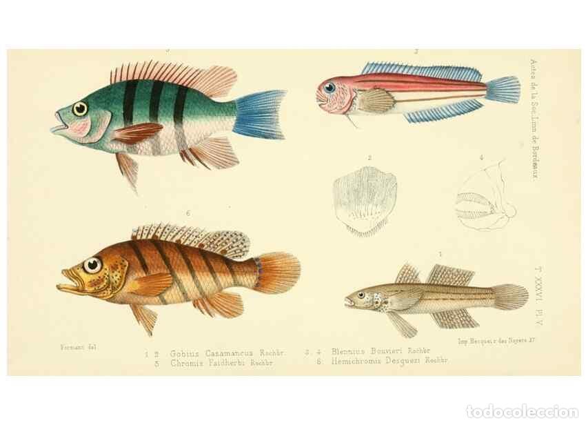 Collection Magazines and Newspapers: Reproducci&oacute;n/Reproduction 49523188302: Faune de la S&eacute;n&eacute;gambie. Paris :O. Doin,1883-1887.. - Rochebru