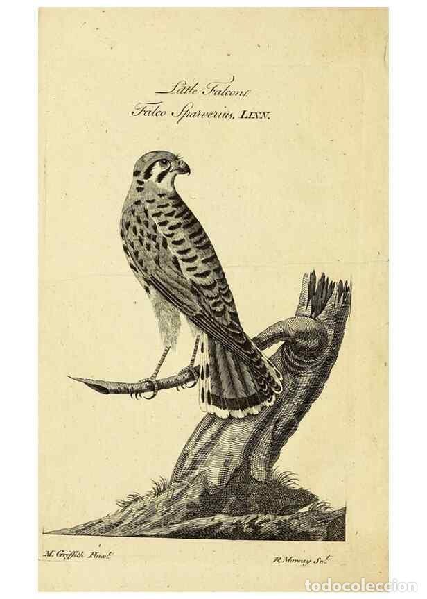 Collection Magazines and Newspapers: Reproducci&oacute;n/Reproduction 49522362123: A catalogue of the animals of North America :. London :Sold b