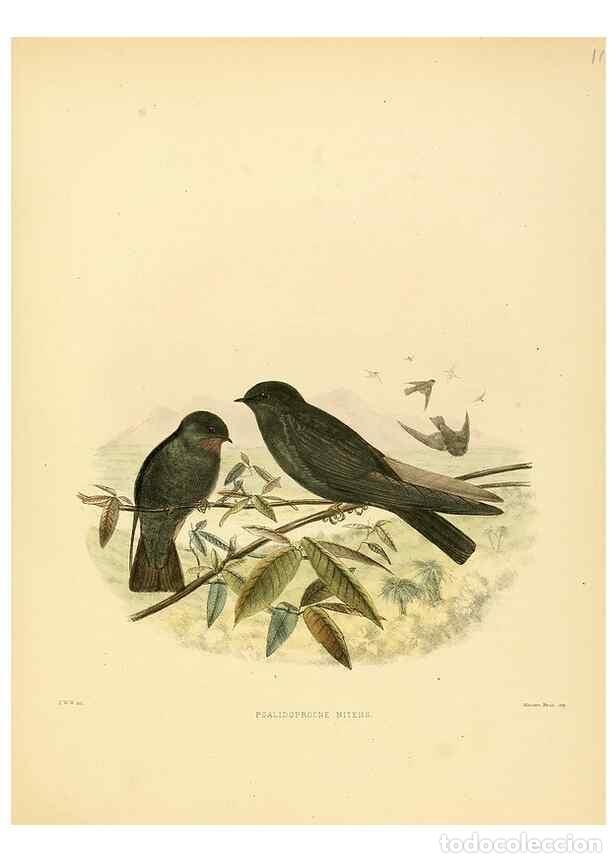 Collection Magazines and Newspapers: Reproducci&oacute;n/Reproduction 49522649106: A monograph of the Hirundinidae or family of swallows. London