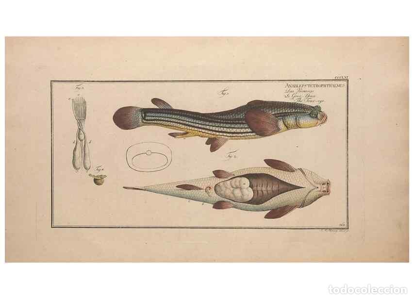 Collezionismo di Riviste e Giornali: Reproducci&oacute;n/Reproduction 49774883502: Ichtyologie, ou, Histoire naturelle, g&eacute;n&eacute;rale et particuli&egrave;re