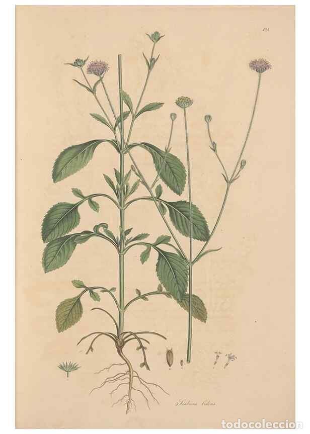 Collezionismo di Riviste e Giornali: Reproducci&oacute;n/Reproduction 49557095932: Flora Graeca, sive, Plantarum rariorum historia, quas in prov