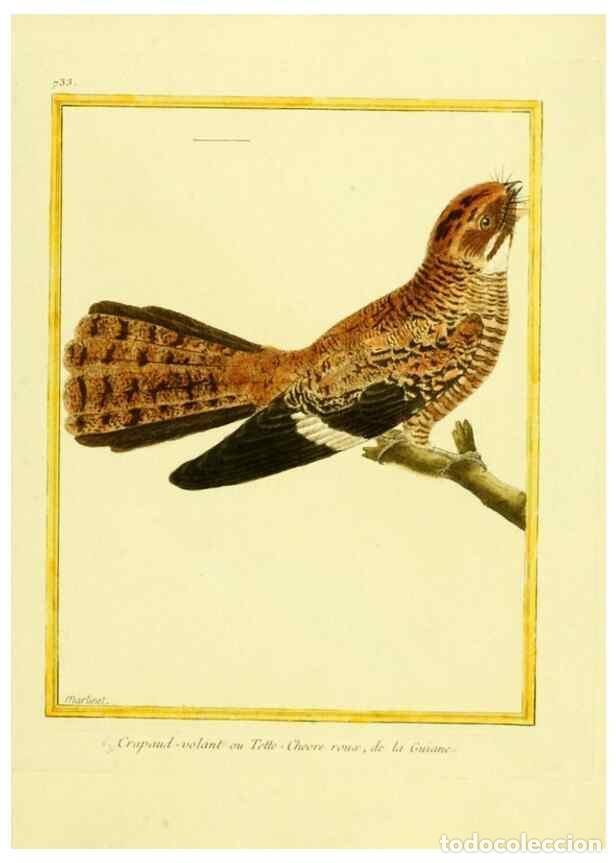 Collezionismo di Riviste e Giornali: Reproducci&oacute;n/Reproduction 49640408352: Planches enlumin&eacute;es d'histoire naturelle. Paris? :s.n.,1765-1