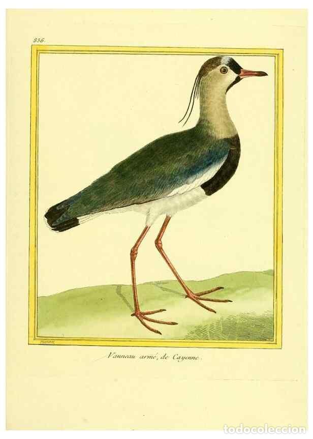 Collezionismo di Riviste e Giornali: Reproducci&oacute;n/Reproduction 49639936338: Planches enlumin&eacute;es d'histoire naturelle. Paris? :s.n.,1765-1