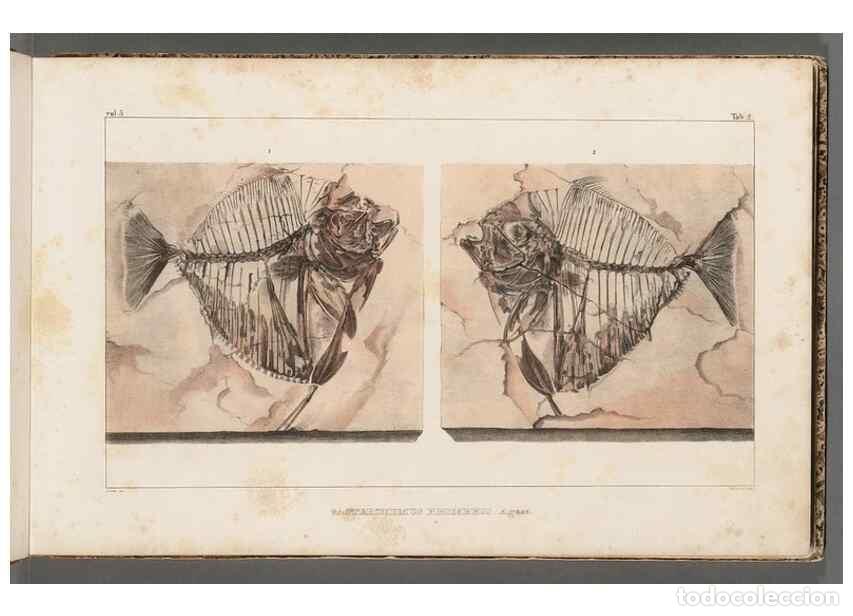 Collezionismo di Riviste e Giornali: Reproducci&oacute;n/Reproduction 49640293506: Recherches sur les poissons fossiles ... /. Neuchatel :Petitp