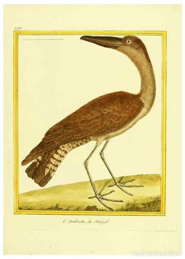 Collezionismo di Riviste e Giornali: Reproducci&oacute;n/Reproduction 49640153066: Planches enlumin&eacute;es d'histoire naturelle. Paris? :s.n.,1765-1