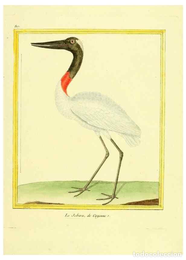 Collection Magazines and Newspapers: Reproducci&oacute;n/Reproduction 49640452156: Planches enlumin&eacute;es d'histoire naturelle. Paris? :s.n.,1765-1