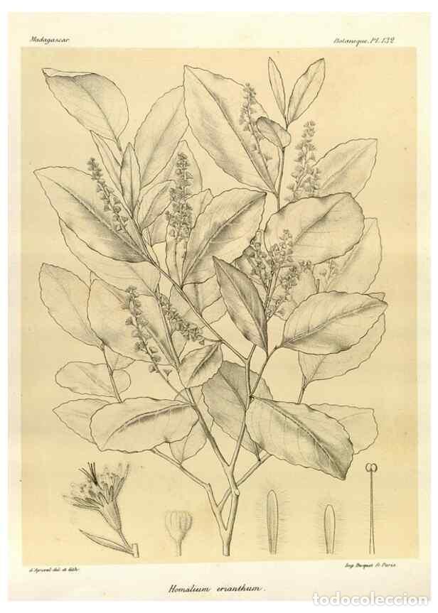 Collection Magazines and Newspapers: Reproducci&oacute;n/Reproduction 49785360318: Histoire physique, naturelle, et politique de Madagascar. Par