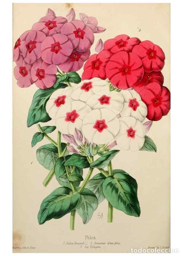 Collection Magazines and Newspapers: Reproducci&oacute;n/Reproduction 49785259402: The florist, fruitist, and garden miscellany.. London :Chapma