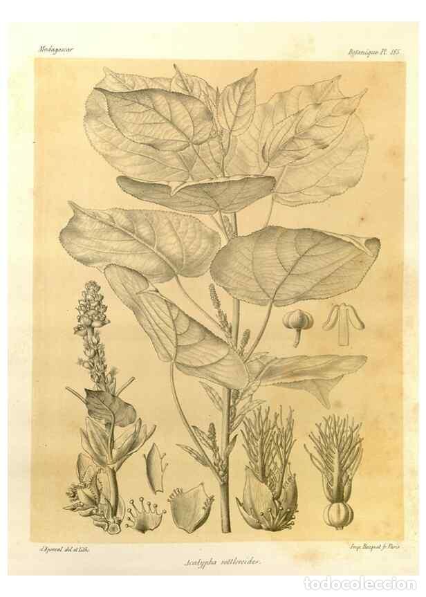 Collection Magazines and Newspapers: Reproducci&oacute;n/Reproduction 49785915751: Histoire physique, naturelle, et politique de Madagascar. Par