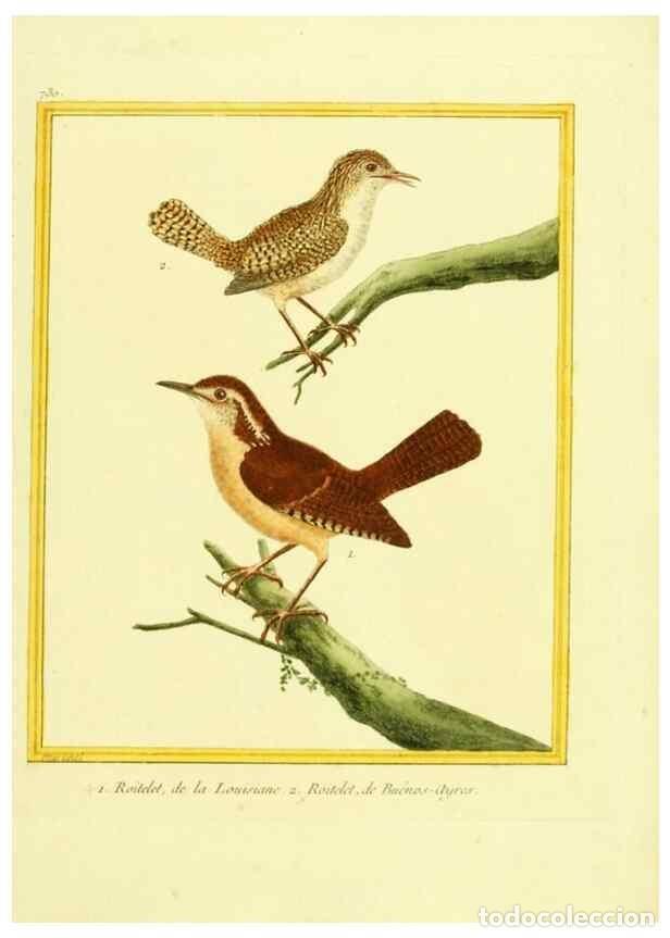 Collezionismo di Riviste e Giornali: Reproducci&oacute;n/Reproduction 49640134886: Planches enlumin&eacute;es d'histoire naturelle. Paris? :s.n.,1765-1