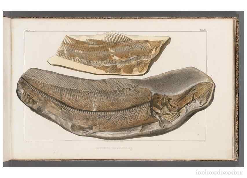 Collezionismo di Riviste e Giornali: Reproducci&oacute;n/Reproduction 49639774653: Recherches sur les poissons fossiles ... /. Neuchatel :Petitp