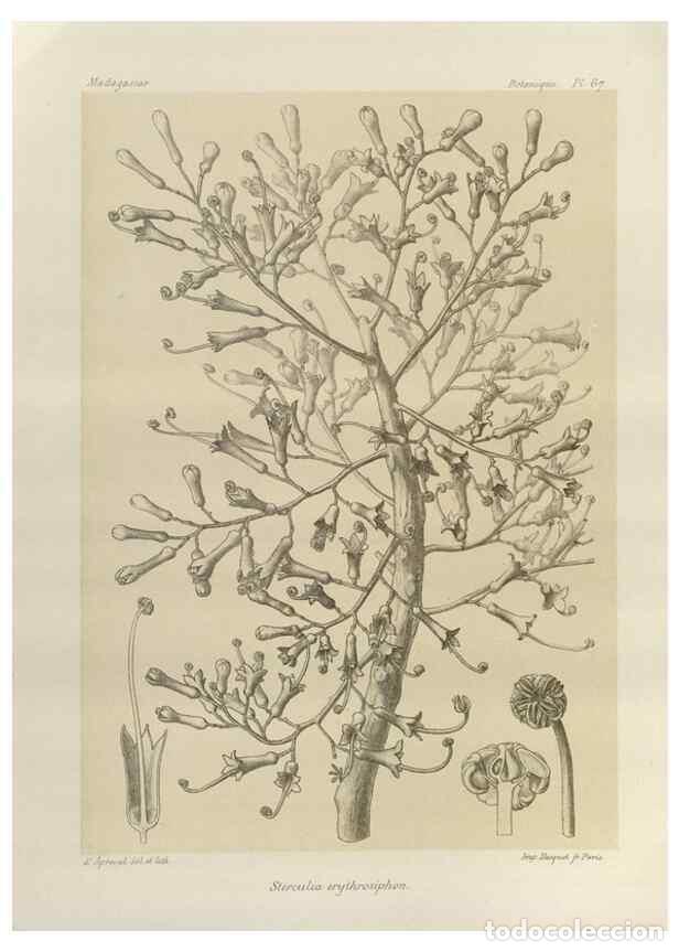 Collezionismo di Riviste e Giornali: Reproducci&oacute;n/Reproduction 49786172877: Histoire physique, naturelle, et politique de Madagascar. Par