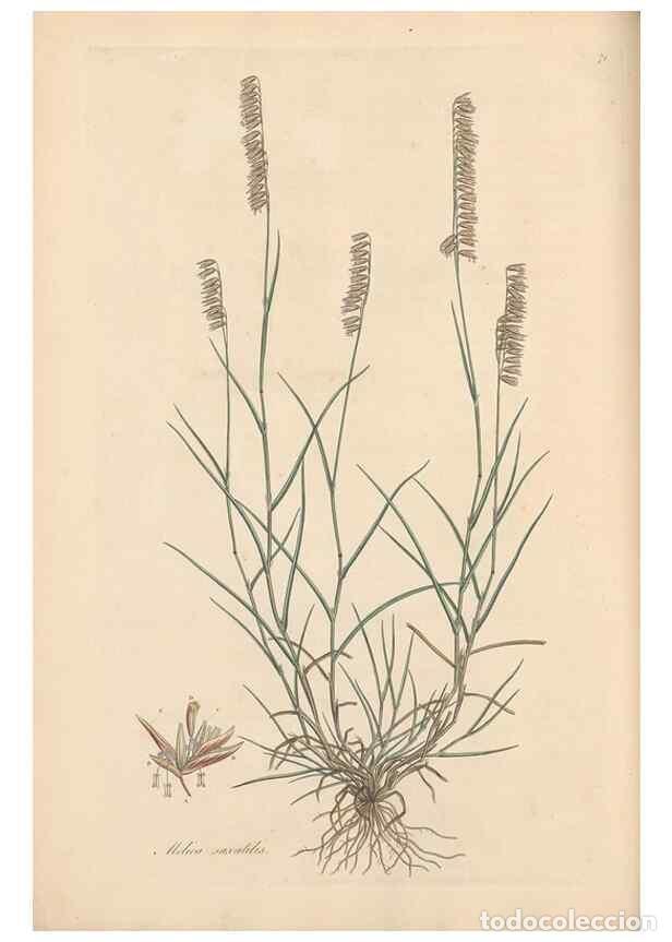 Collezionismo di Riviste e Giornali: Reproducci&oacute;n/Reproduction 49557030787: Flora Graeca, sive, Plantarum rariorum historia, quas in prov