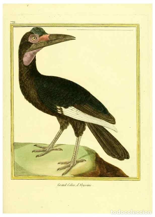 Collezionismo di Riviste e Giornali: Reproducci&oacute;n/Reproduction 49639624098: Planches enlumin&eacute;es d'histoire naturelle. Paris? :s.n.,1765-1