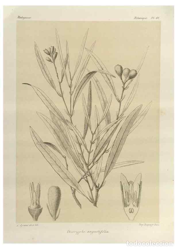 Collezionismo di Riviste e Giornali: Reproducci&oacute;n/Reproduction 49785849256: Histoire physique, naturelle, et politique de Madagascar. Par