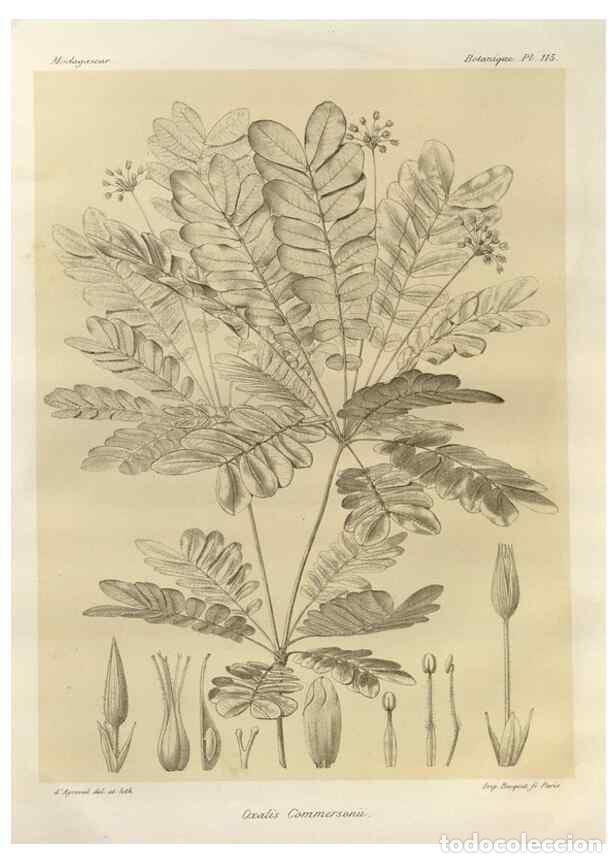 Collezionismo di Riviste e Giornali: Reproducci&oacute;n/Reproduction 49785869556: Histoire physique, naturelle, et politique de Madagascar. Par