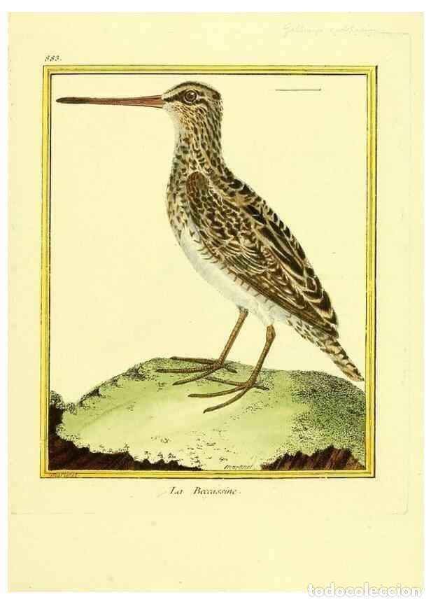 Collezionismo di Riviste e Giornali: Reproducci&oacute;n/Reproduction 49639951583: Planches enlumin&eacute;es d'histoire naturelle. Paris? :s.n.,1765-1