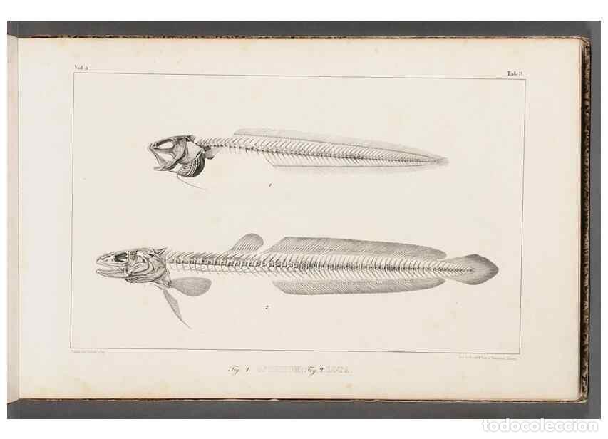 Collectionnisme de Revues et Journaux: Reproducci&oacute;n/Reproduction 49640291571: Recherches sur les poissons fossiles ... /. Neuchatel :Petitp