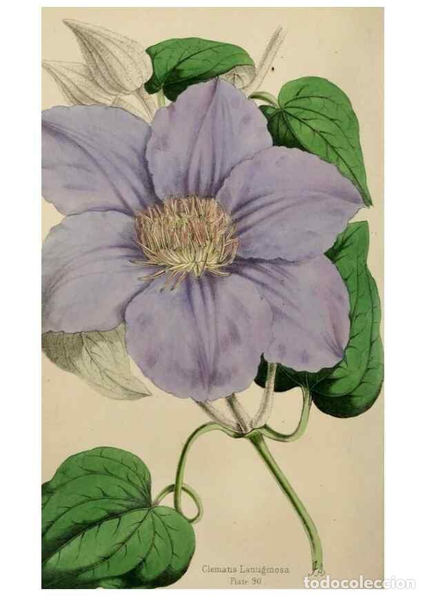 Collectionnisme de Revues et Journaux: Reproducci&oacute;n/Reproduction 49784767096: The florist, fruitist, and garden miscellany.. London :Chapma