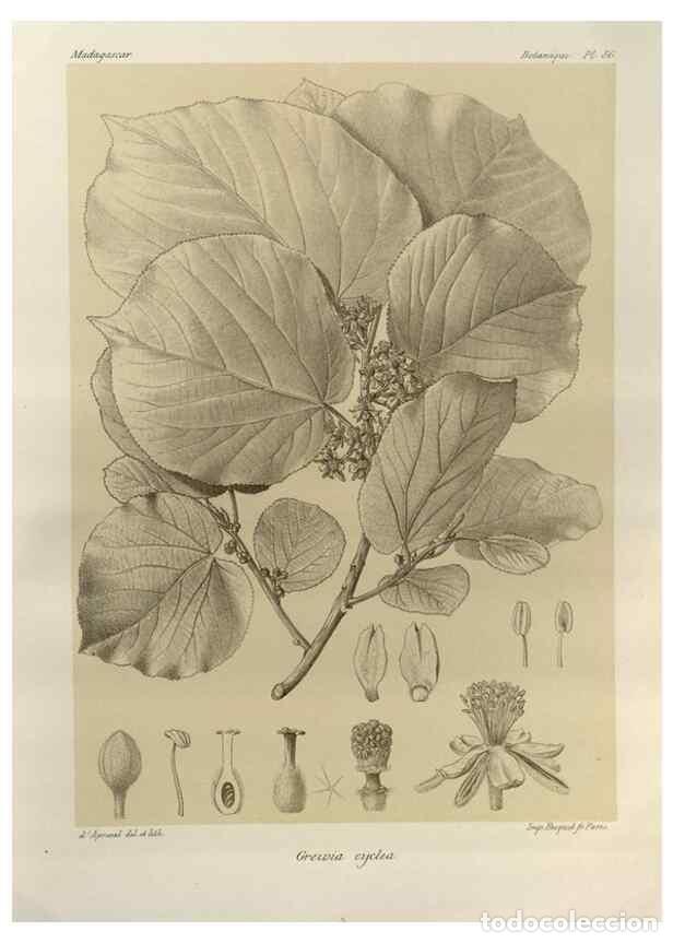 Collectionnisme de Revues et Journaux: Reproducci&oacute;n/Reproduction 49786180617: Histoire physique, naturelle, et politique de Madagascar. Par