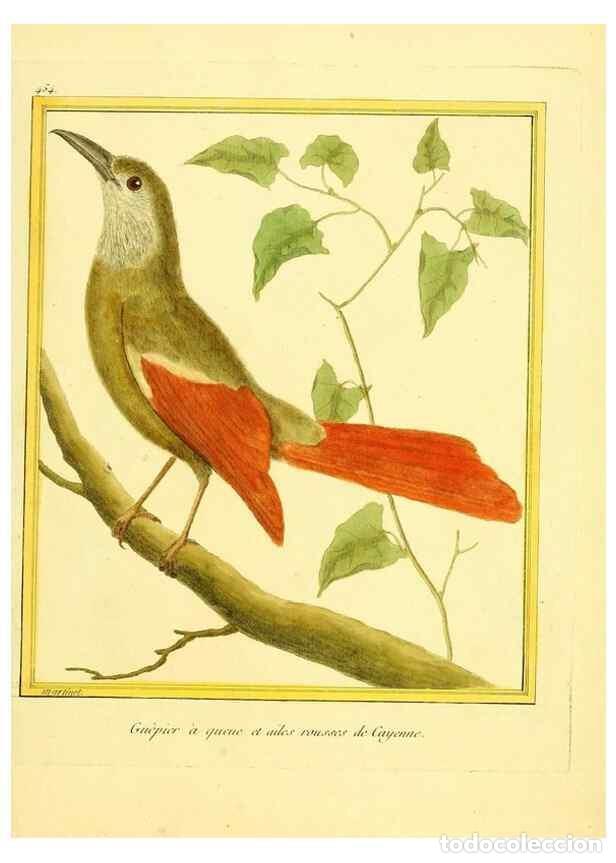 Collectionnisme de Revues et Journaux: Reproducci&oacute;n/Reproduction 49639836571: Planches enlumin&eacute;es d'histoire naturelle. Paris? :s.n.,1765-1