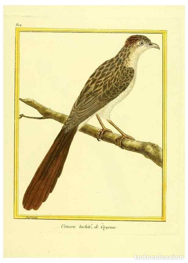 Collectionnisme de Revues et Journaux: Reproducci&oacute;n/Reproduction 49640722287: Planches enlumin&eacute;es d'histoire naturelle. Paris? :s.n.,1765-1