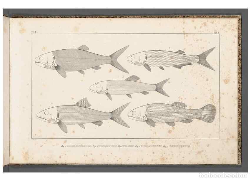 Collectionnisme de Revues et Journaux: Reproducci&oacute;n/Reproduction 49640229976: Recherches sur les poissons fossiles ... /. Neuchatel :Petitp