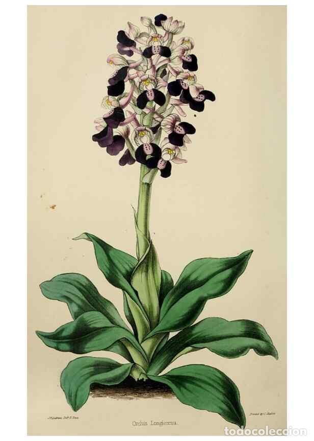 Collezionismo di Riviste e Giornali: Reproducci&oacute;n/Reproduction 49784181393: The florist, fruitist, and garden miscellany.. London :Chapma