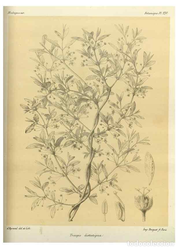 Collezionismo di Riviste e Giornali: Reproducci&oacute;n/Reproduction 49785490518: Histoire physique, naturelle, et politique de Madagascar. Par