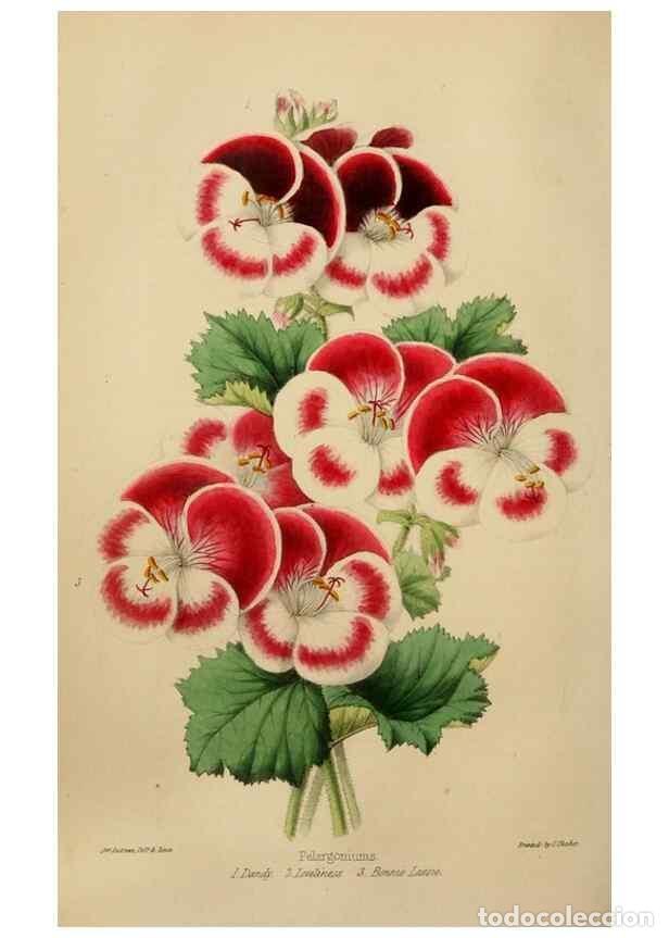 Collezionismo di Riviste e Giornali: Reproducci&oacute;n/Reproduction 49784719531: The florist, fruitist, and garden miscellany.. London :Chapma