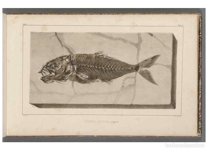 Collezionismo di Riviste e Giornali: Reproducci&oacute;n/Reproduction 49640569492: Recherches sur les poissons fossiles ... /. Neuchatel :Petitp