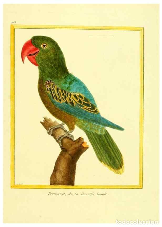 Collezionismo di Riviste e Giornali: Reproducci&oacute;n/Reproduction 49640130301: Planches enlumin&eacute;es d'histoire naturelle. Paris? :s.n.,1765-1