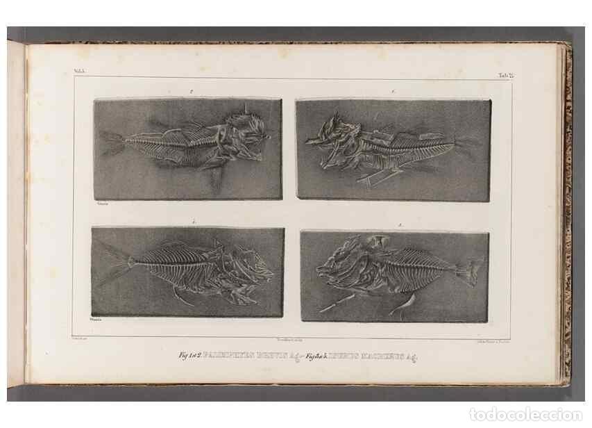 Collezionismo di Riviste e Giornali: Reproducci&oacute;n/Reproduction 49640572142: Recherches sur les poissons fossiles ... /. Neuchatel :Petitp