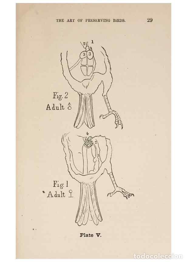 Collezionismo di Riviste e Giornali: Reproducci&oacute;n/Reproduction 49785467493: The naturalist's guide in collecting and preserving objects o