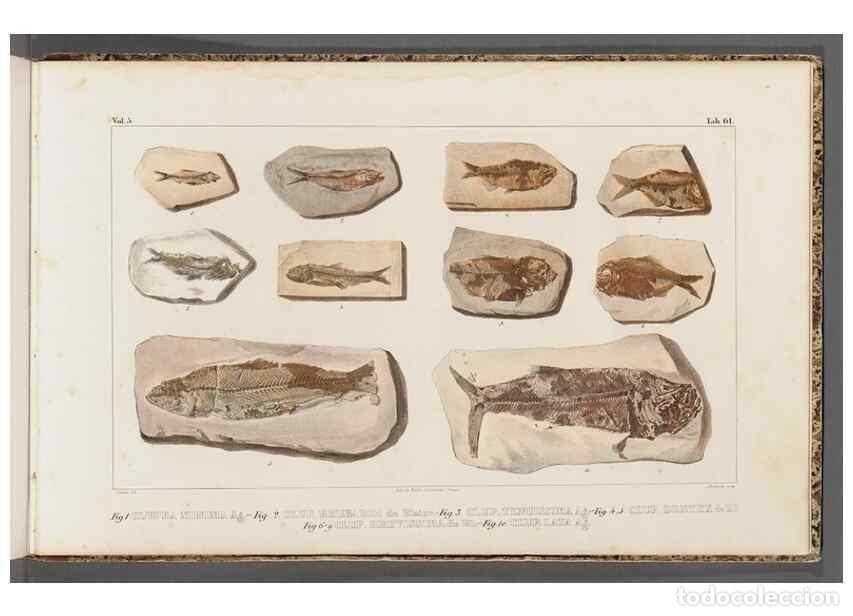 Collectionnisme de Revues et Journaux: Reproducci&oacute;n/Reproduction 49640587717: Recherches sur les poissons fossiles ... /. Neuchatel :Petitp