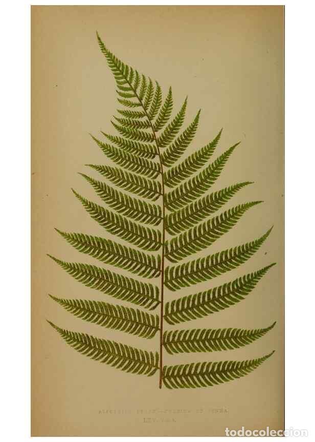 Collectionnisme de Revues et Journaux: Reproducci&oacute;n/Reproduction 49628483441: Ferns: British and exotic.... London,Groombridge and Sons,185