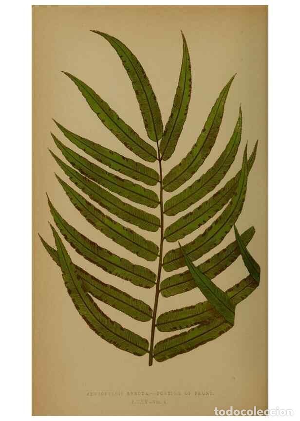 Collectionnisme de Revues et Journaux: Reproducci&oacute;n/Reproduction 49628484971: Ferns: British and exotic.... London,Groombridge and Sons,185
