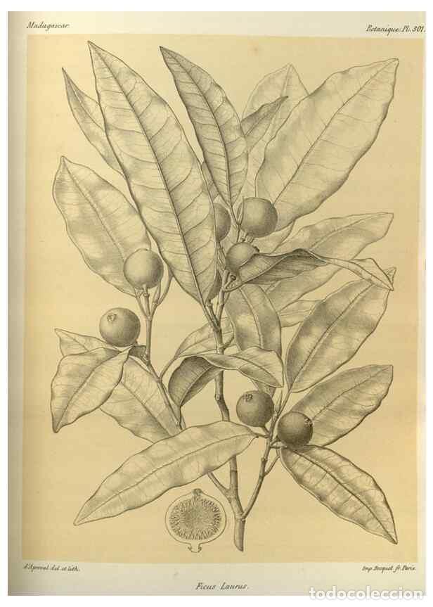 Collection Magazines and Newspapers: Reproducci&oacute;n/Reproduction 49785503623: Histoire physique, naturelle, et politique de Madagascar. Par