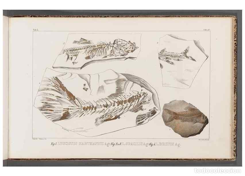 Collection Magazines and Newspapers: Reproducci&oacute;n/Reproduction 49639787543: Recherches sur les poissons fossiles ... /. Neuchatel :Petitp