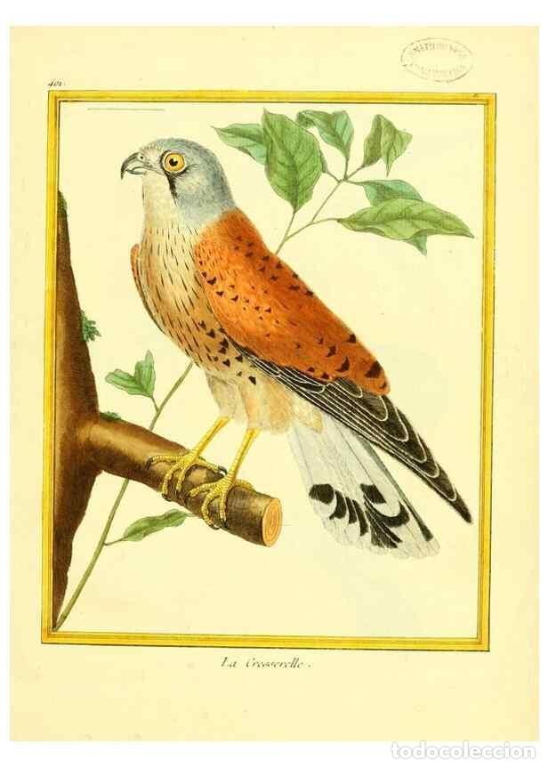 Collection Magazines and Newspapers: Reproducci&oacute;n/Reproduction 49639294688: Planches enlumin&eacute;es d'histoire naturelle. Paris? :s.n.,1765-1