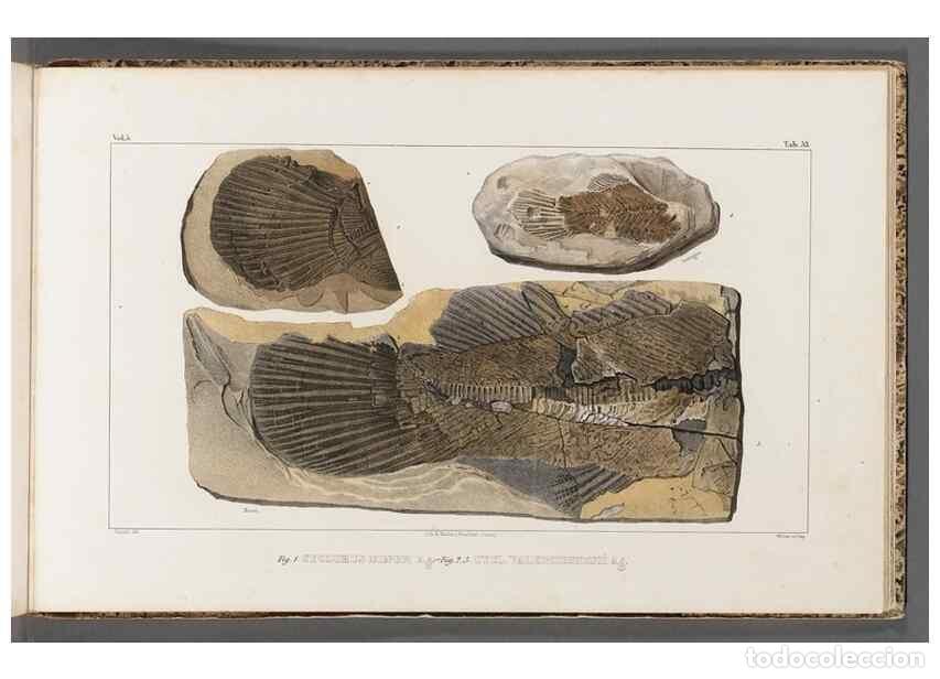 Collection Magazines and Newspapers: Reproducci&oacute;n/Reproduction 49640584482: Recherches sur les poissons fossiles ... /. Neuchatel :Petitp