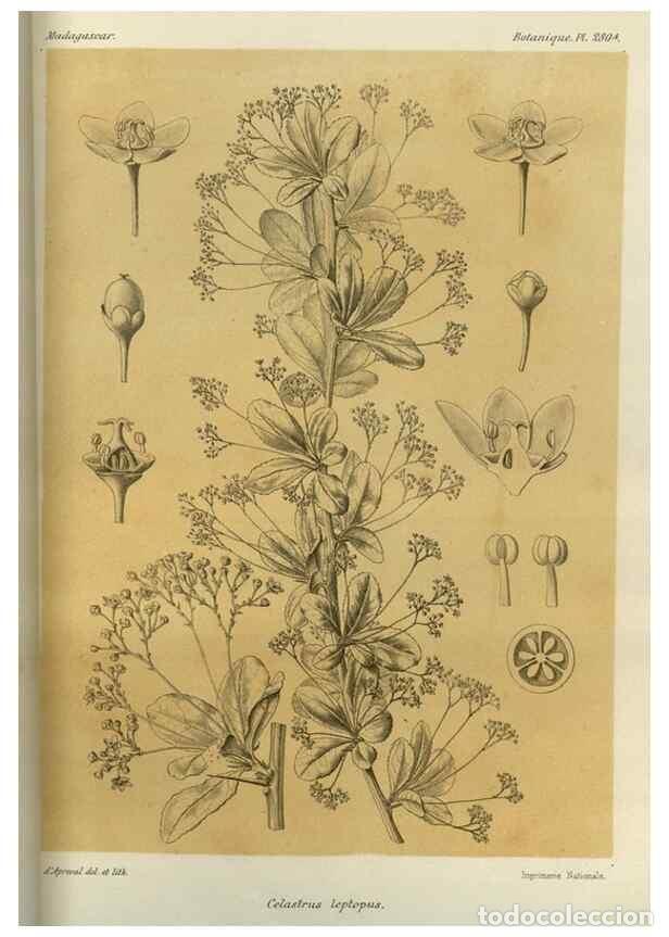 Collection Magazines and Newspapers: Reproducci&oacute;n/Reproduction 49785493823: Histoire physique, naturelle, et politique de Madagascar. Par