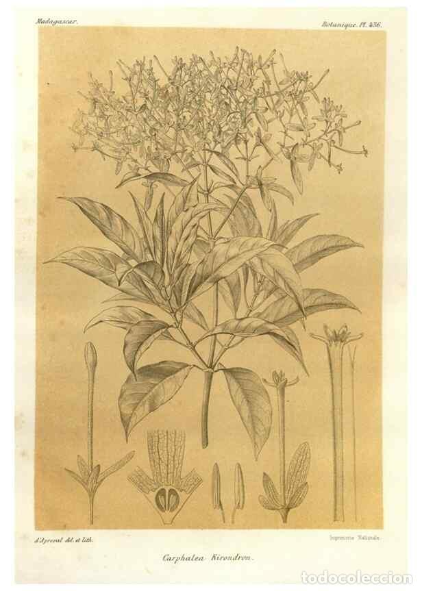 Collectionnisme de Revues et Journaux: Reproducci&oacute;n/Reproduction 49785571128: Histoire physique, naturelle, et politique de Madagascar. Par