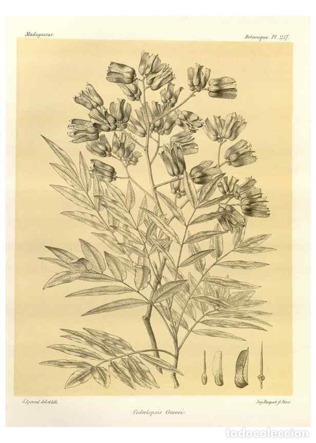 Collectionnisme de Revues et Journaux: Reproducci&oacute;n/Reproduction 49785408108: Histoire physique, naturelle, et politique de Madagascar. Par