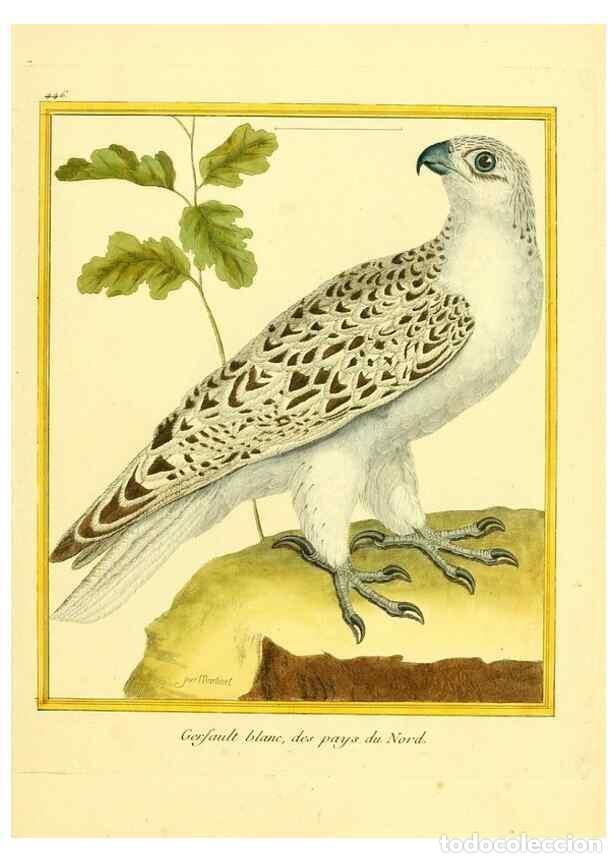 Collectionnisme de Revues et Journaux: Reproducci&oacute;n/Reproduction 49639308188: Planches enlumin&eacute;es d'histoire naturelle. Paris? :s.n.,1765-1